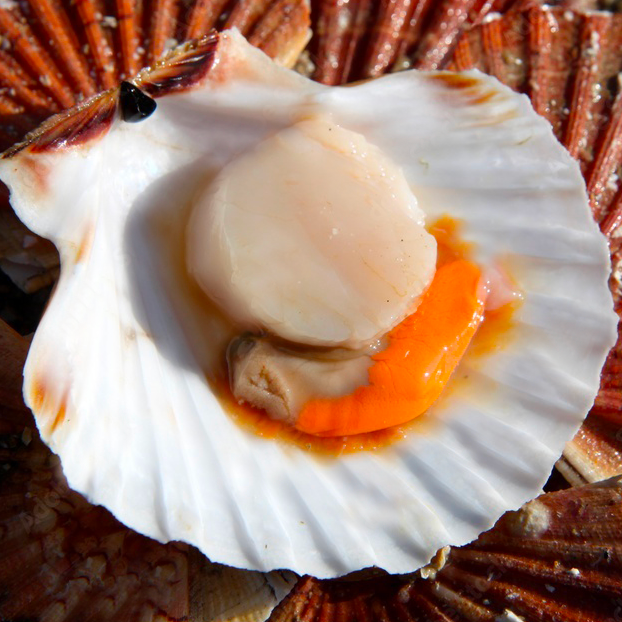 Demi coquille ST Jacques