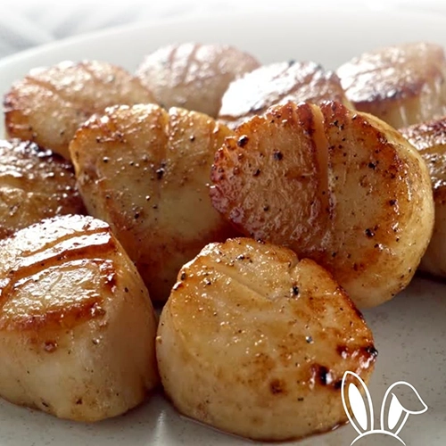 Scallops