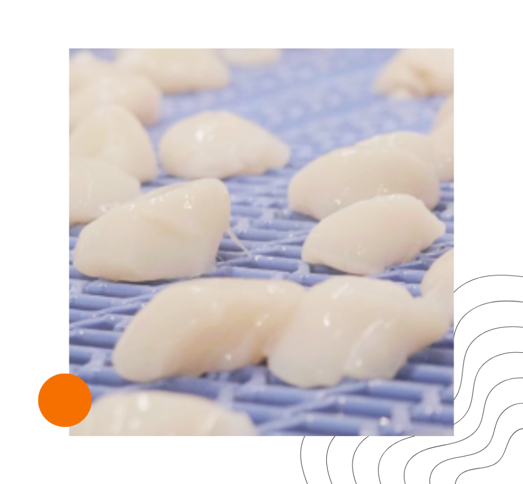 Fin de saison pour la pêche à la coquille Saint-Jacques française